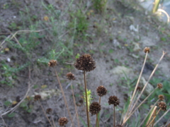 Juncus dregeanus