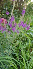 Linaria purpurea