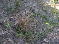 Juncus dregeanus