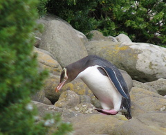 Megadyptes antipodes