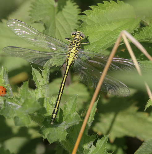 River Clubtail, 4285 Woudrichem, Nederland, photo 10 of 10