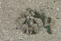 Lysiosquillina maculata