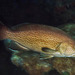 Yellowmouth Grouper - Photo (c) Bryant Kevin, some rights reserved (CC BY-NC-SA)
