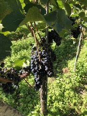 Vitis vinifera vinifera