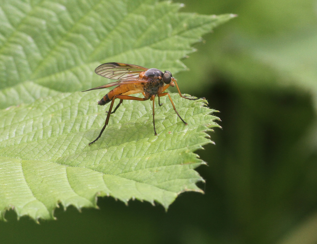 Rhagio immaculatus