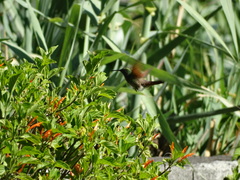 Saucerottia beryllina