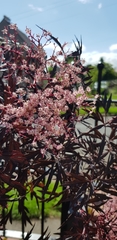 Sambucus nigra