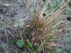 Juncus dregeanus