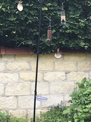 Periparus ater britannicus