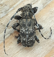 Aegomorphus clavipes