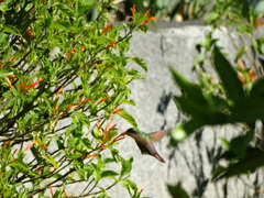 Saucerottia beryllina