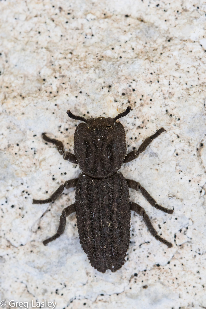 Sesaspis
