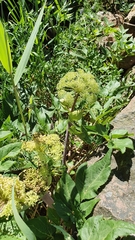 Angelica archangelica
