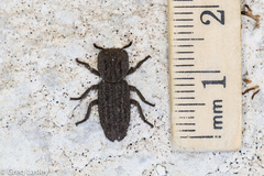 Sesaspis emarginata