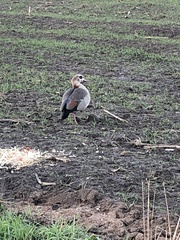 Alopochen aegyptiaca