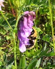 Bombus distinguendus
