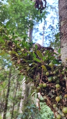Bulbophyllum exiguum