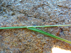 Gastridium phleoides