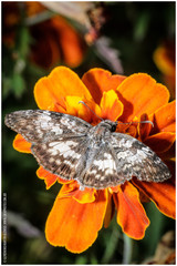Chiomara asychis