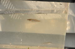 Poeciliidae