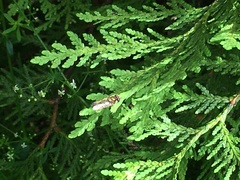 Episyrphus balteatus