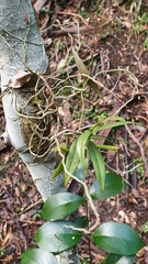 Plectorrhiza tridentata