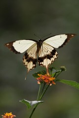 Papilio dardanus