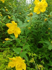 Hypericum patulum