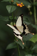 Papilio dardanus