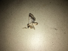 Pandesma quenavadi