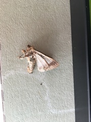 Pandesma quenavadi