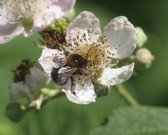 Bombus hypnorum