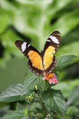 Papilio dardanus