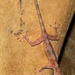 Calodactylodes - Photo (c) Seshadri.K.S, osa oikeuksista pidätetään (CC BY-SA)