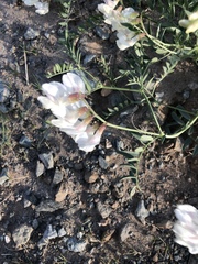 Vicia costata
