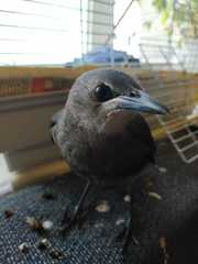 Sturnus vulgaris