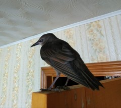 Sturnus vulgaris