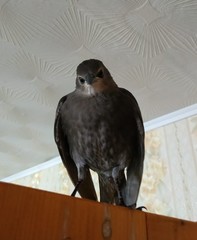 Sturnus vulgaris