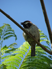 Passer domesticus