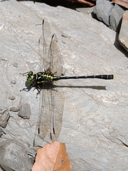 Sinogomphus formosanus