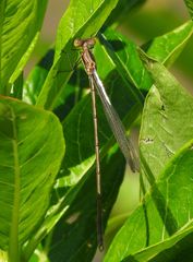 Lestes vigilax