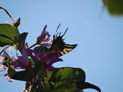 Papilio multicaudata