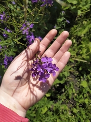 Hesperis matronalis