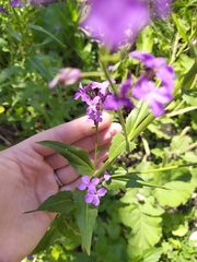 Hesperis matronalis