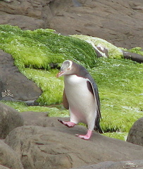 Megadyptes antipodes