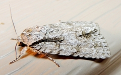 Acronicta laetifica