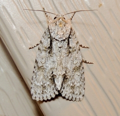 Acronicta laetifica