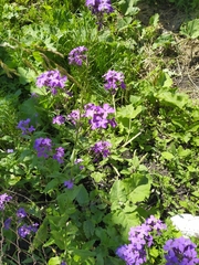 Hesperis matronalis
