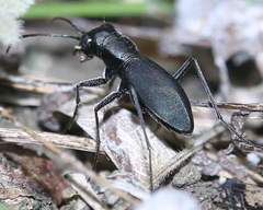 Dromochorus belfragei