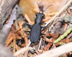 Dromochorus belfragei